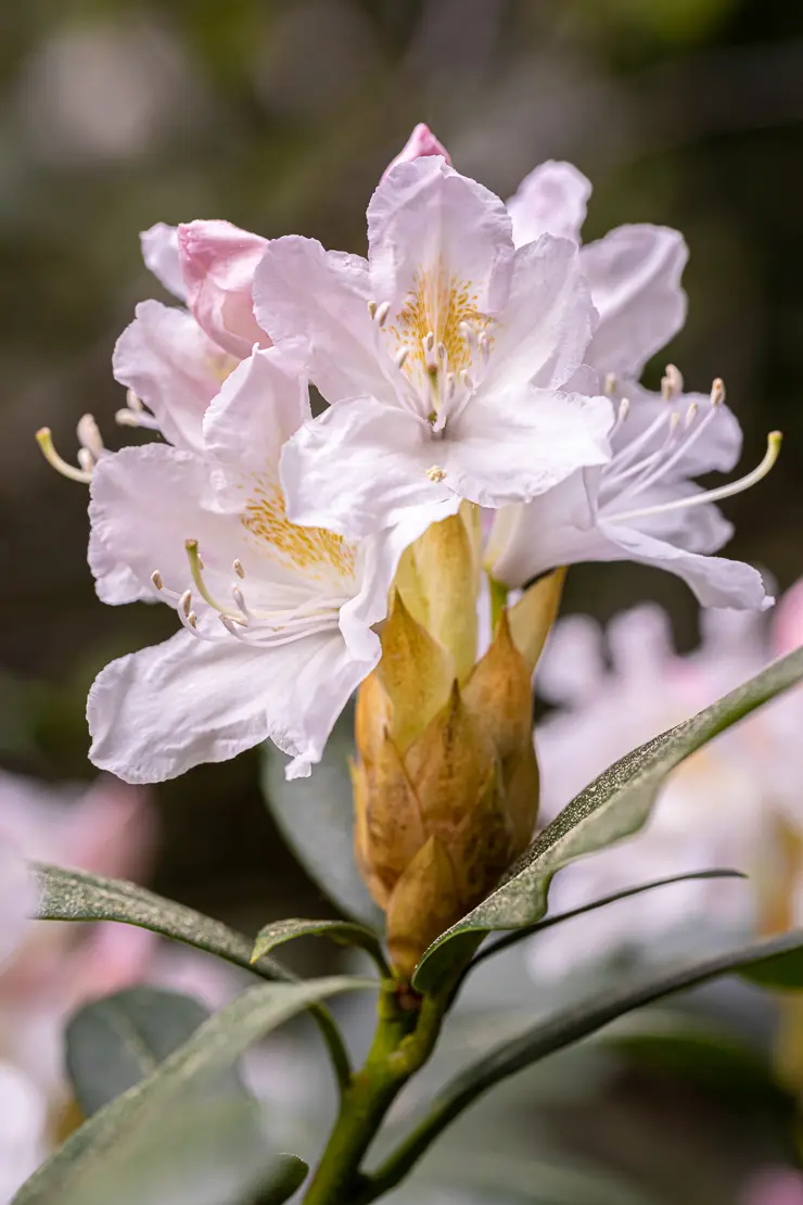 Rhododendron [2]